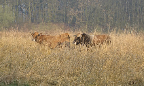 Förderung der Absatzstruktur von Rindern aus naturnaher und weitgehend wilder Weidehaltung